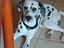 Immagine 2