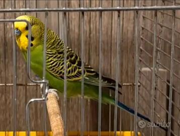 Cocorito maschio verde