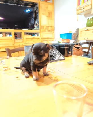 Vendita cuccioli di chihuahua