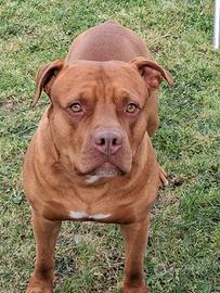 Pitbull Red noce per accoppiamento