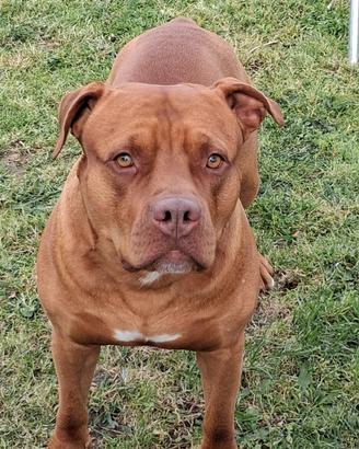 Pitbull Red noce per accoppiamento