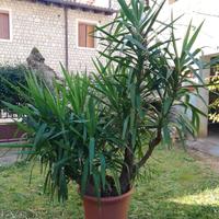 Tronchetto della felicità