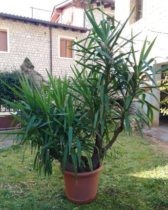 Tronchetto della felicità