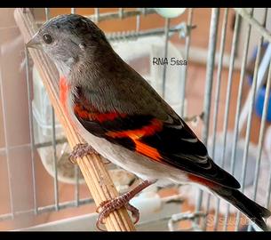 Cardinalini del Venezuela
