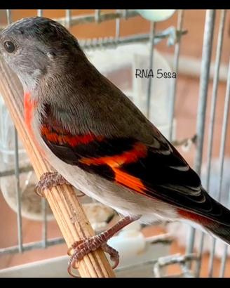 Cardinalini del Venezuela