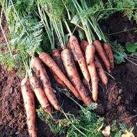 CAROTE SAN ROCCO CASTAGNARETTA 