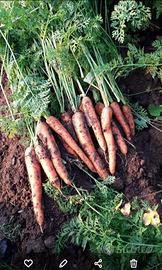 CAROTE SAN ROCCO CASTAGNARETTA 