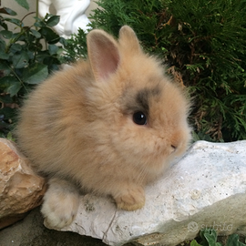 Coniglietti testa di leone
