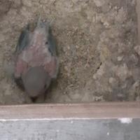 Pullo di inseparabili