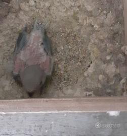 Pullo di inseparabili