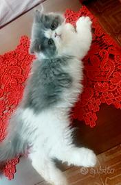 Cucciola di persiano