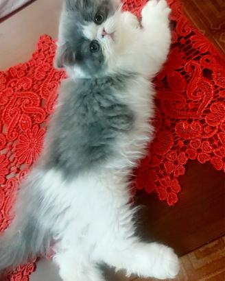 Cucciola di persiano