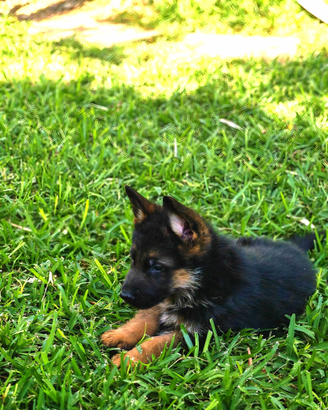 Cuccioli di pastore tedesco