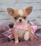 chihuahua-toy-cuccioli-bicolor-femmine-pag-rateale