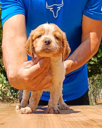 cuccioli Breton 
