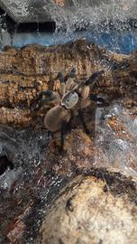 Monocentropus balfouri femmine