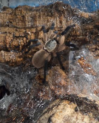 Monocentropus balfouri femmine