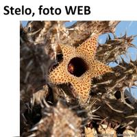 1 Stelo Radicato Stapelianthus Decary RARA