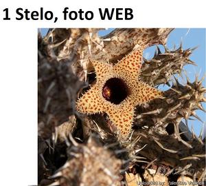 1 Stelo Radicato Stapelianthus Decary RARA