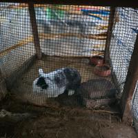 Conigli ariete nani disponibili