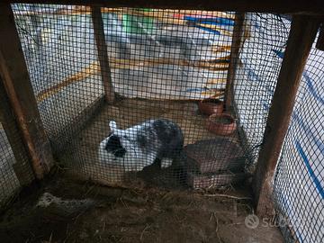 Conigli ariete nani disponibili