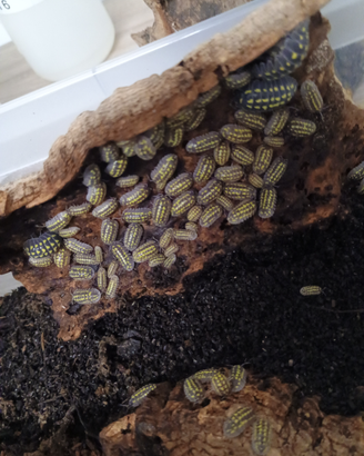 Armadillum gestroi
