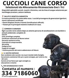 Cuccioli cane corso