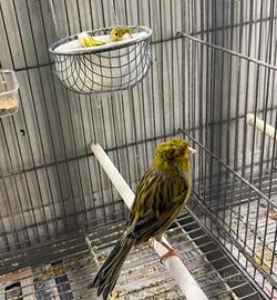 Coppia canarini verdi