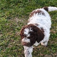 Lagotto Romagnolo CUCCIOLI con Pedigree