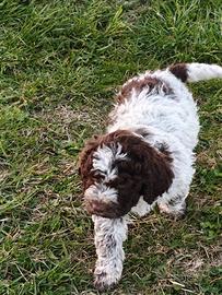 Lagotto Romagnolo CUCCIOLI con Pedigree