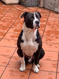Pitbull per accoppiamento