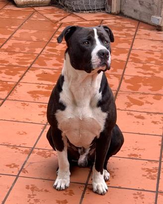 Pitbull per accoppiamento