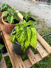 Piante peperoncino Carolina Reaper