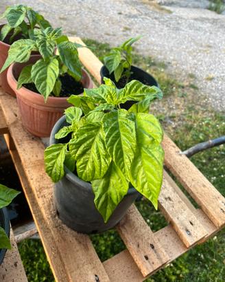 Piante peperoncino Carolina Reaper