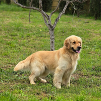 Golden Retriever pedigree Enci