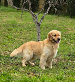 Golden Retriever pedigree Enci