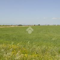 TER. AGRICOLO A FOGGIA