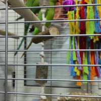 Parrocchetti dal collare