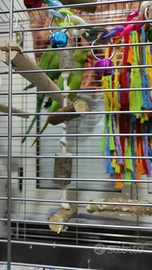 Parrocchetti dal collare