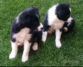 cuccioli Border collie