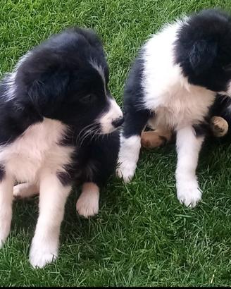 cuccioli Border collie