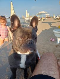 Bulldog francese