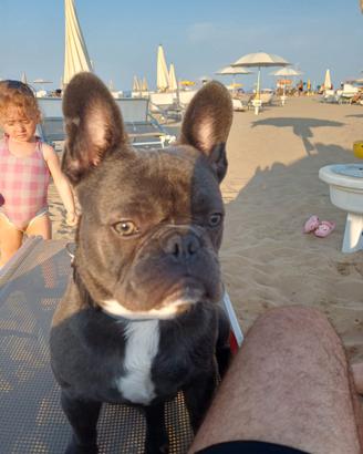 Bulldog francese