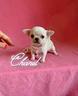 chihuahua-femmina-con-pedigree-enci