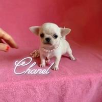 Chihuahua femmina con pedigree enci