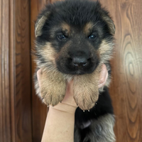 Cuccioli pastore tedesco pedigree enci