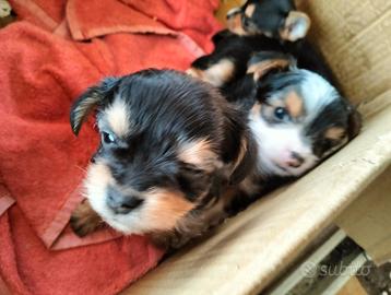 Splendidi cuccioli di yorki