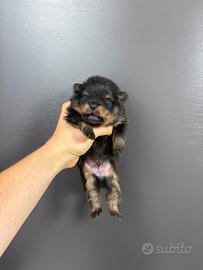 Spitz volpino pomerania BLACK&TAN Toy