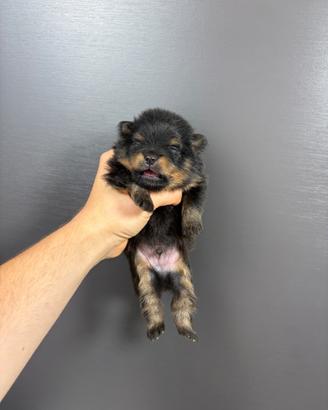 Spitz volpino pomerania BLACK&TAN Toy