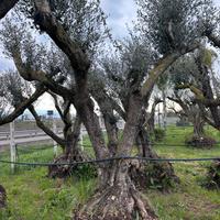 Piante di ulivo per il giardino